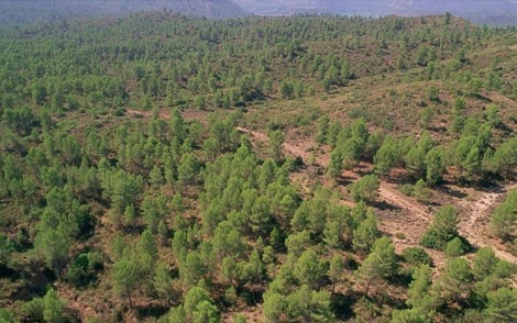 FAFCYLE reclama un compromiso real de la administración para asegurar el futuro de los bosques en Castilla y León