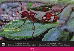 Exposiciones de las mejores ilustraciones científicas y de especies singulares de cantáridas