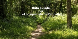 Ruta guiada por el bosque-isla de Estíbaliz