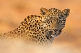 "Fotógrafos de la naturaleza 2010"