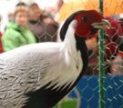 52º Concurso Agrícola de Navidad
