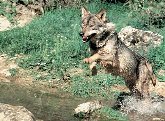 V edición del Aula de Ecología del lobo ibérico