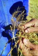 Podemos producir alimentos saludables sin labranza ni venenos