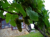 Bodega Señorío de Astobiza