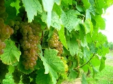Bodega Señorío de Astobiza