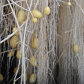 NEWCO produce patatas de siembra en el aire, sin necesidad de tierra