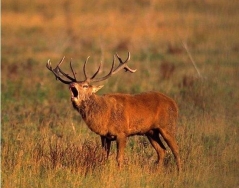 45 personas observarán la berrea de los ciervos en el Parque natural del Gorbea