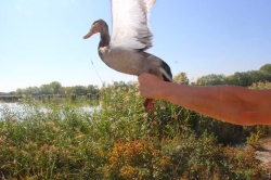 Las cuatro aves afectadas por botulismo recuperadas en Martioda, vuelven a la naturaleza