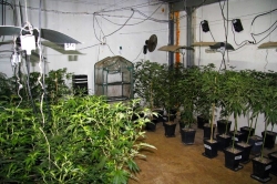 421 plantas y 4.681 esquejes de marihuana en la plantación descubierta en Gamarra
