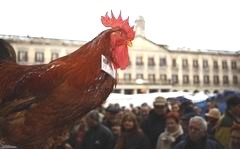 Este jueves se celebra la 59ª edición del tradicional Mercado Agrícola de Navidad