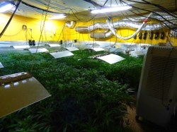 Desmantelado vivero de marihuana en Betoño
