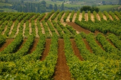 Informe sobre las consecuencias de las heladas en Rioja Alavesa