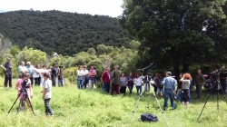 Nuevos pollos del águila Bonelli introducidos en la Sierra de Árcena