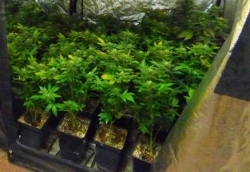 Una persona detenida acusada de tráfico de marihuana en Laguardia
