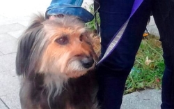 A partir de este martes, los perros tiene que ir atados en Vitoria-Gasteiz