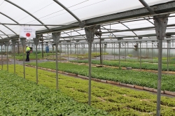 Hasta mediados de junio el Área de Jardinería de Indesa pondrá a la venta 150.000 plantas hortícolas