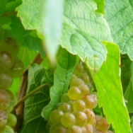 La Casa del Vino pide que se cuide especialmente el viñedo ante la persistencia del brote de mildiu