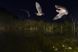 Abierta la exposición  ‘Murciélagos, aliados de la noche’