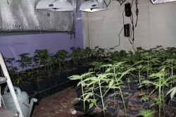Desmantelado un cultivo con 196 plantas de marihuana