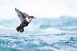 Hoy se inaugura la exposición de las fotografías premiadas del “European Wildlife Photographer of the Year”