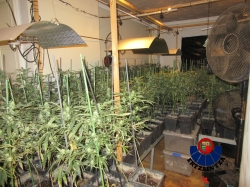 Localizado un cultivo de marihuana con más 1.600 plantas en una vivienda en Zigoitia