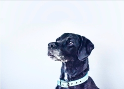 Los 5 mejores accesorios para mascotas