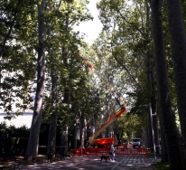 Han comenzado las labores de cuidado del arbolado del Paseo de la Senda
