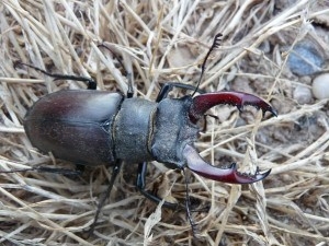 Localizados en Vitoria-Gasteiz dos especies de escarabajos amenazadas en Europa