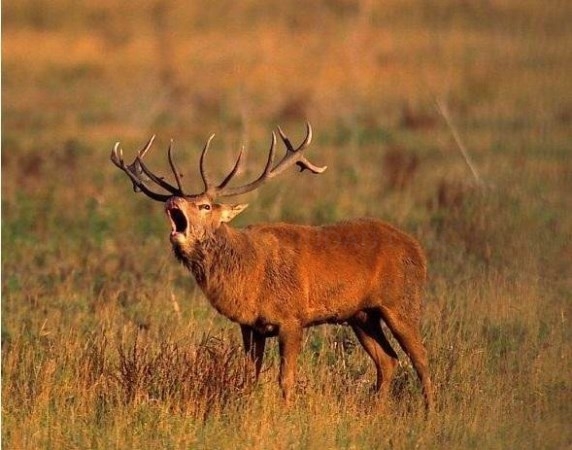 45 personas observarán la berrea de los ciervos en el Parque natural del Gorbea
