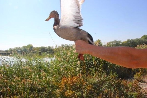 Las cuatro aves afectadas por botulismo recuperadas en Martioda, vuelven a la naturaleza