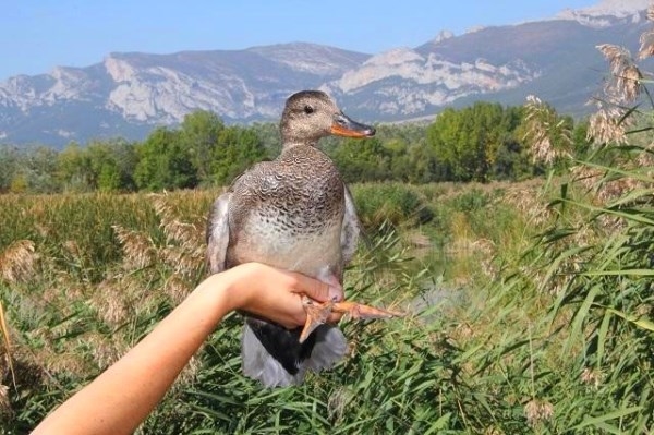 Las cuatro aves afectadas por botulismo recuperadas en Martioda, vuelven a la naturaleza
