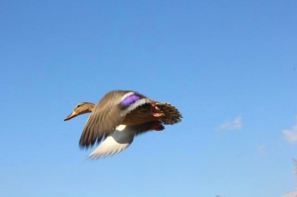 Las cuatro aves afectadas por botulismo recuperadas en Martioda, vuelven a la naturaleza