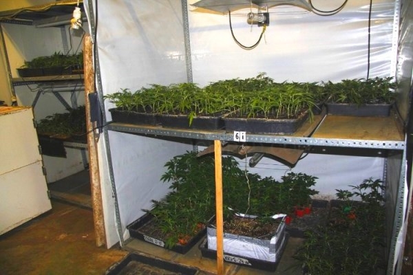 421 plantas y 4.681 esquejes de marihuana en la plantación descubierta en Gamarra
