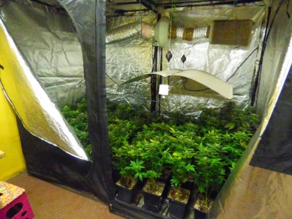 Desmantelado vivero de marihuana en Betoño