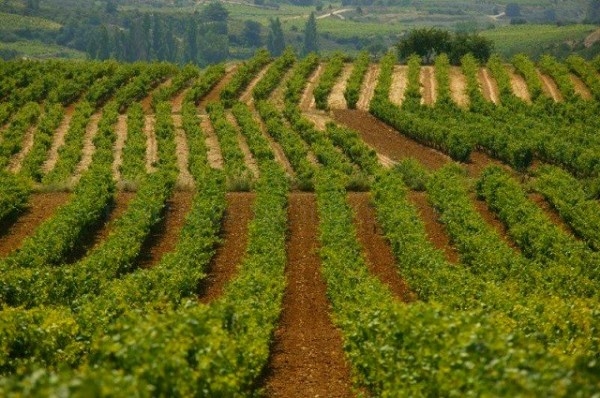 Informe sobre las consecuencias de las heladas en Rioja Alavesa
