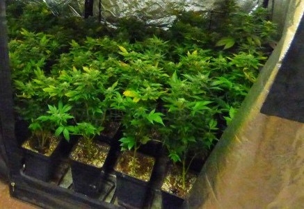 Una persona detenida acusada de tráfico de marihuana en Laguardia