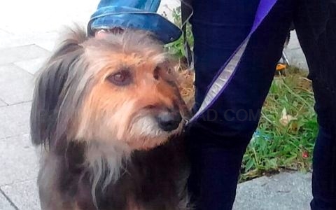 A partir de este martes, los perros tiene que ir atados en Vitoria-Gasteiz
