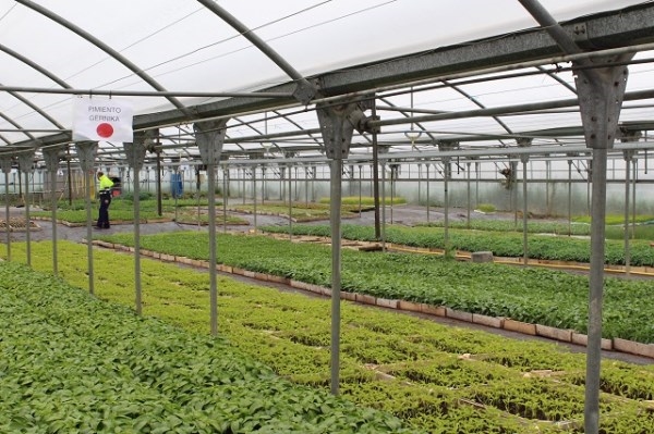Hasta mediados de junio el Área de Jardinería de Indesa pondrá a la venta 150.000 plantas hortícolas