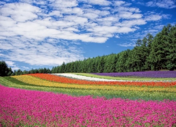 Humanos y flores, historia compartida