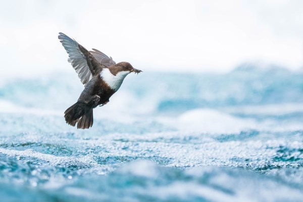 Hoy se inaugura la exposición de las fotografías premiadas del “European Wildlife Photographer of the Year”