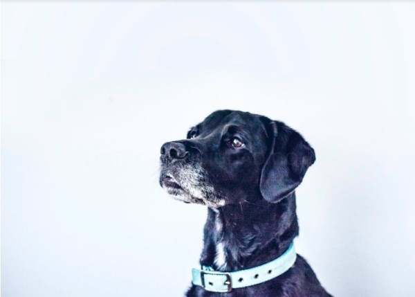 Los 5 mejores accesorios para mascotas