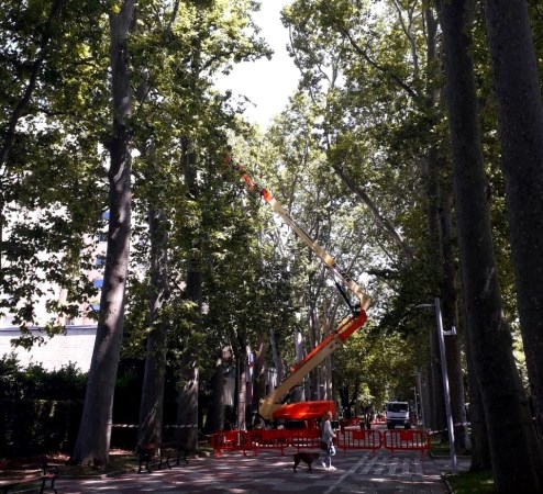 Han comenzado las labores de cuidado del arbolado del Paseo de la Senda