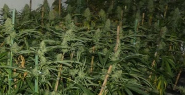 Detenido en Gasteiz por la posesión de 150 gramos de marihuana