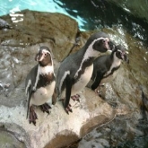 Encuentro con Pingüinos en el Oceanografico en Valencia