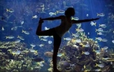 Yoga Bajo el Mar en el Oceanografico en Valencia
