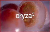 Restaurante Arrocería Oryza