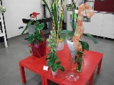La Casita de las Flores