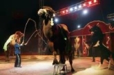 GRAN CIRCO ALASKA