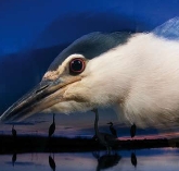 XIV Y XV EDICIÓN DEL CONCURSO FOTOCAM. LA EXCELENCIA EN FOTOGRAFÍA DE NATURALEZA