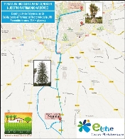I Ruta Ciclista para conocer el patrimonio arbóreo del término municipal de Elche